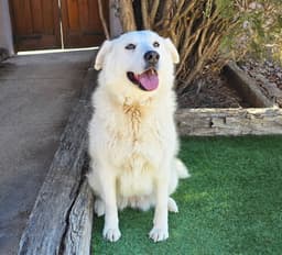 Kindhearted Ms Karema  Labrapyr image 4