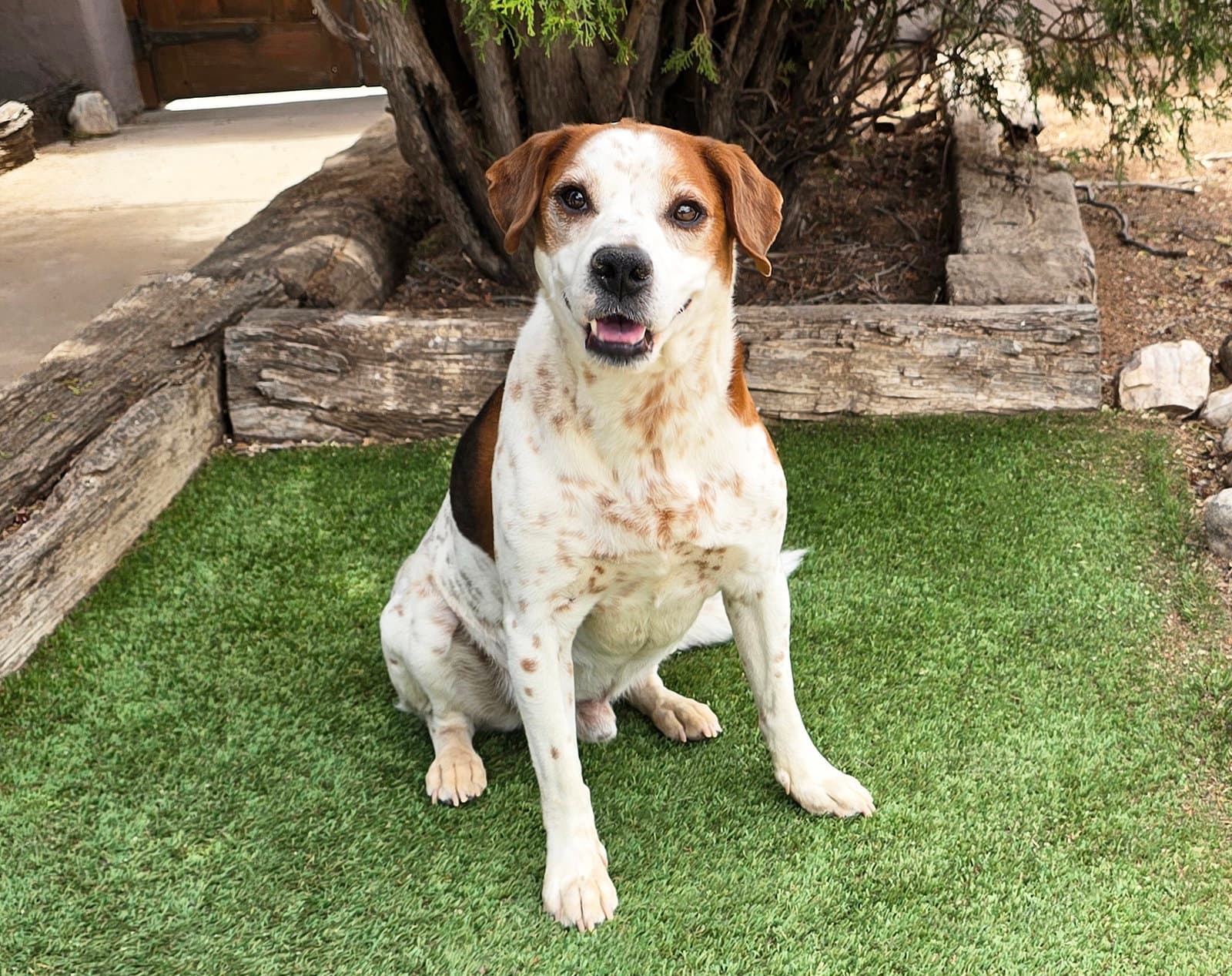 Gregarious Mr Georgio  Sweet - Beagle