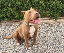 Ms Cutie Pie Chiara  American Bully Best Of Show image 3
