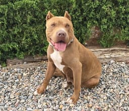Ms Cutie Pie Chiara  American Bully Best Of Show image 4