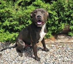 Ms Cutie Pie Chiara  American Bully Best Of Show image 2