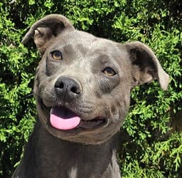 Affectionate Ms Azula  Glorious Pup image 1