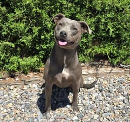 Affectionate Ms Azula  Glorious Pup image 2
