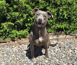 Affectionate Ms Azula  Glorious Pup image 3