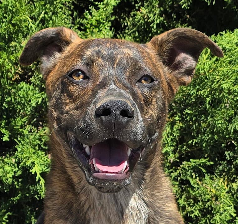 Absolutely Amusing Mr Alphie  Love On  Paws - American Staffordshire Terrier