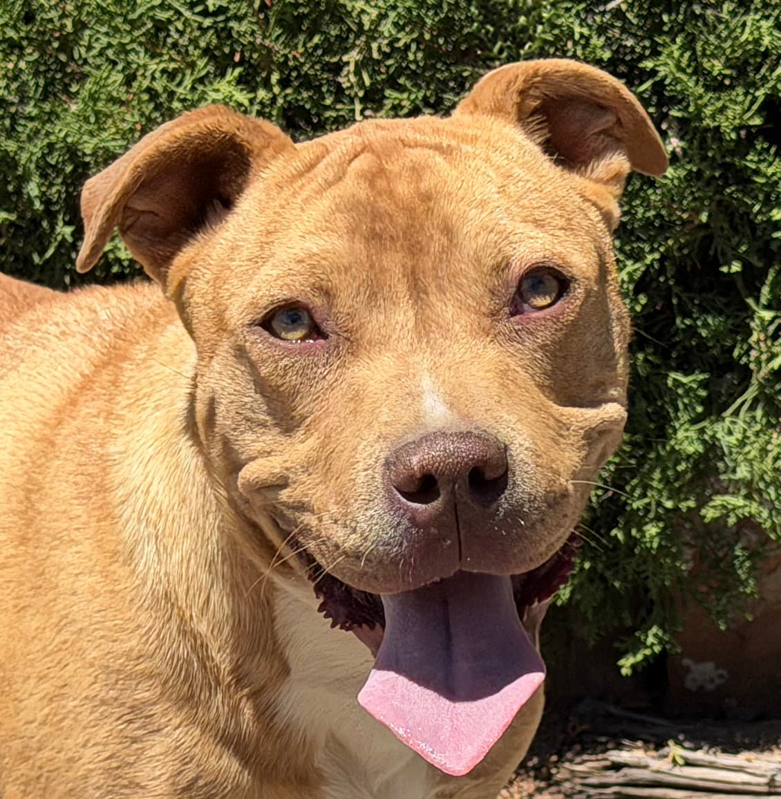 Charismatic Mr Claudio  American Bully - American Staffordshire Terrier