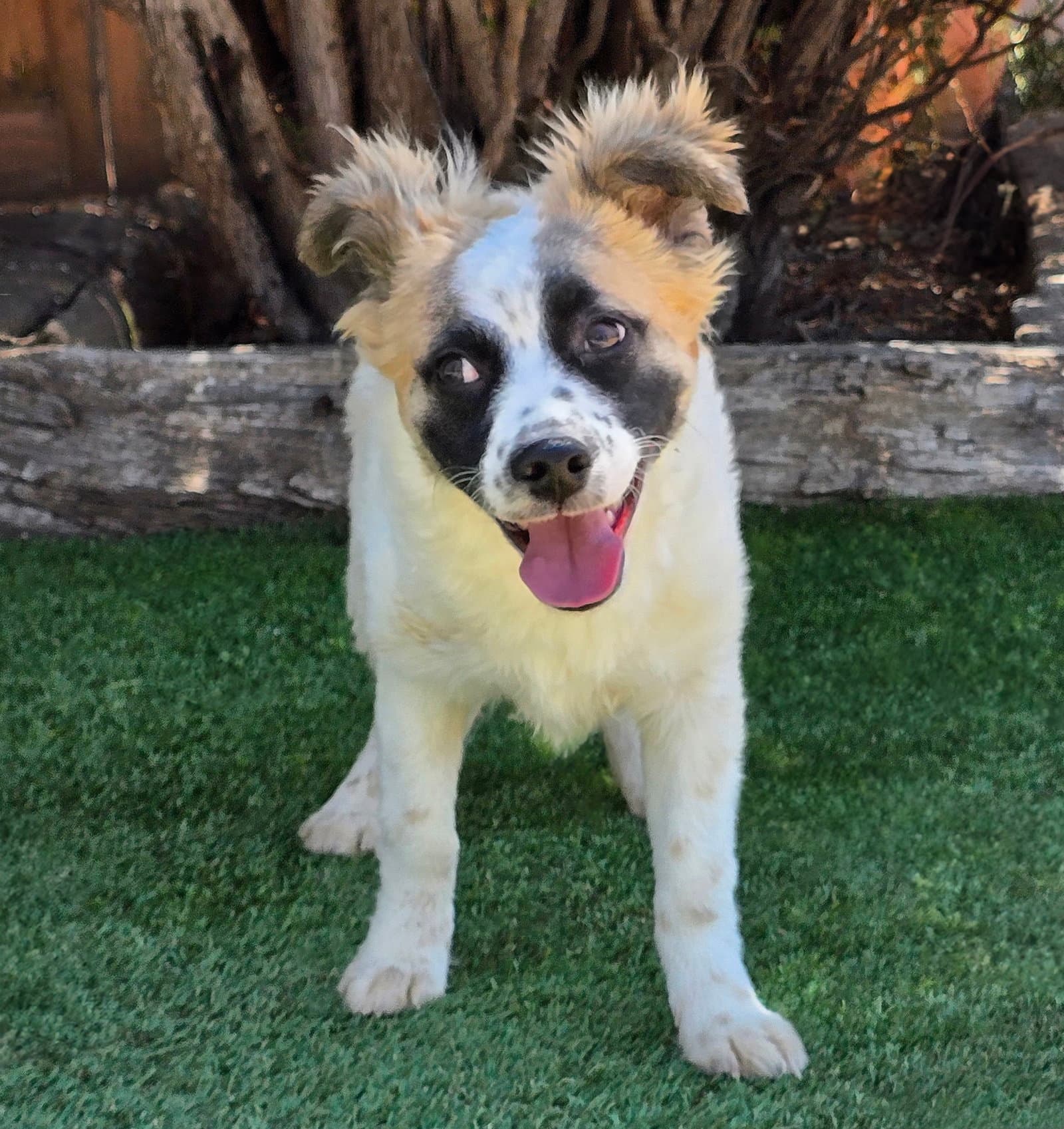 Marvelous Lil Mr Mallow  Smart Pup - Australian Shepherd