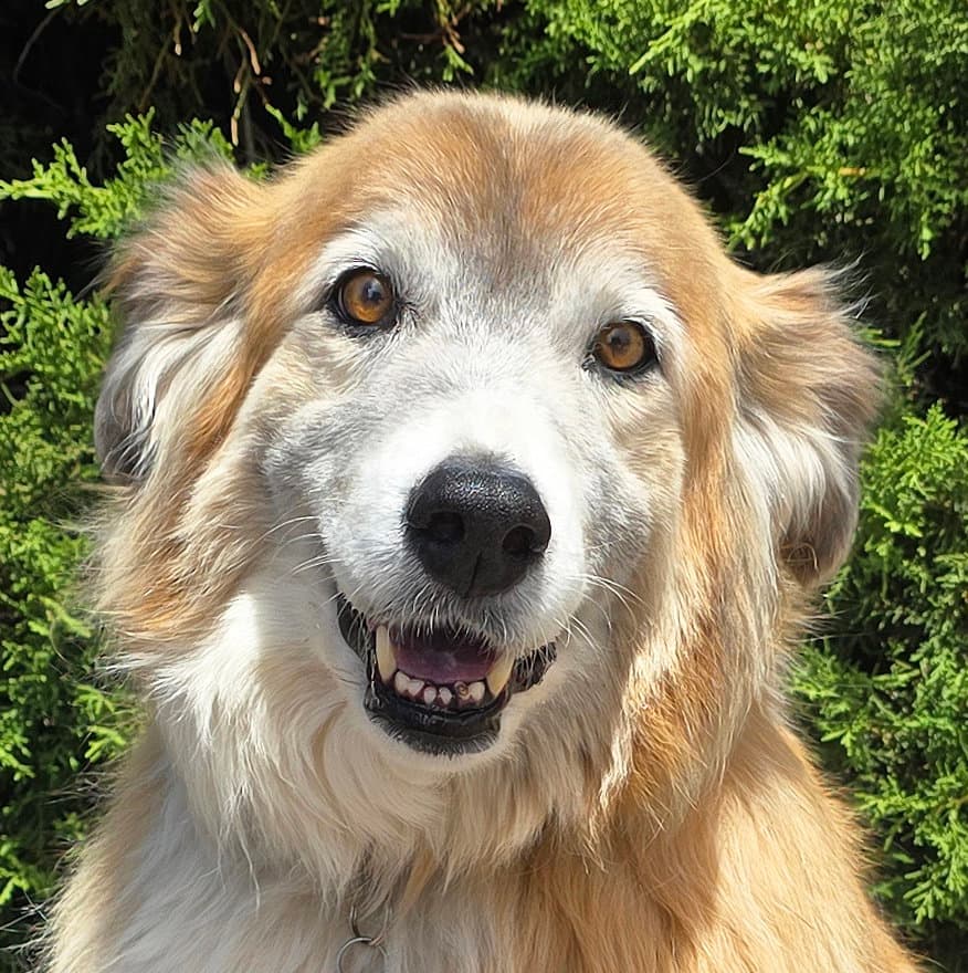 Flawless Ms Farah  Exquisite Collie - Collie