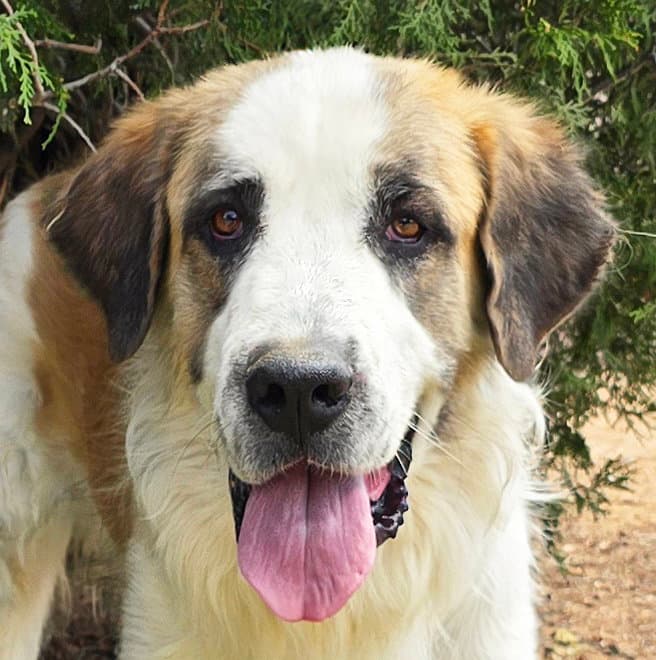 Fun Loving Franz  Wow - Saint Bernard