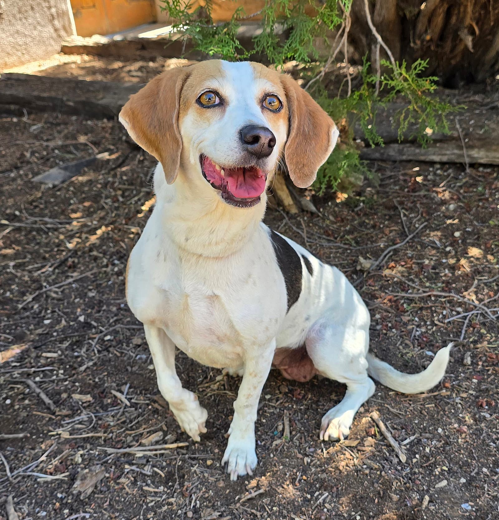 Heavenly Lil Ms Harriet  Quiet Beagle - Beagle