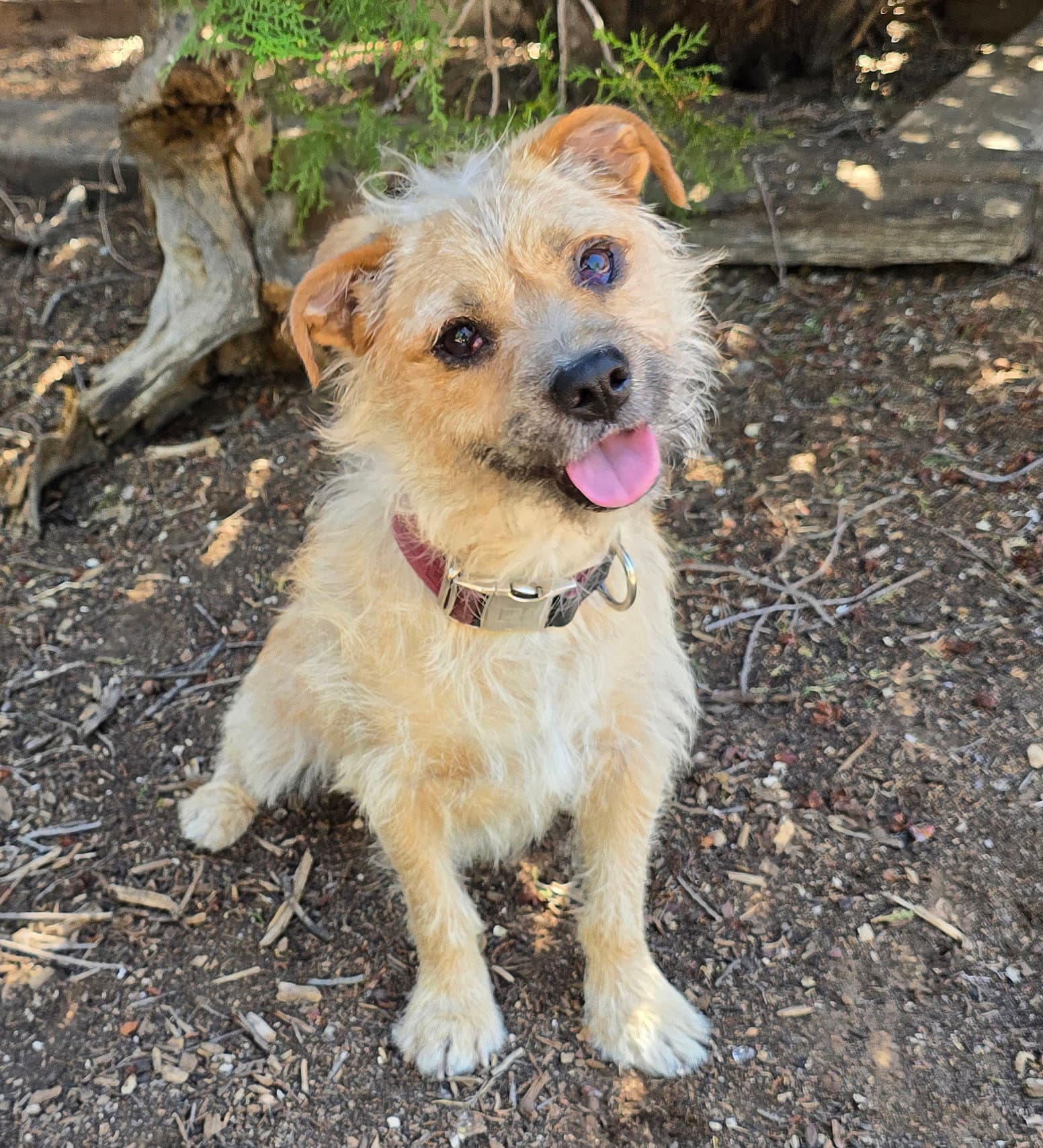 Always Happy Herk  Easy Border Terrier - Border Terrier
