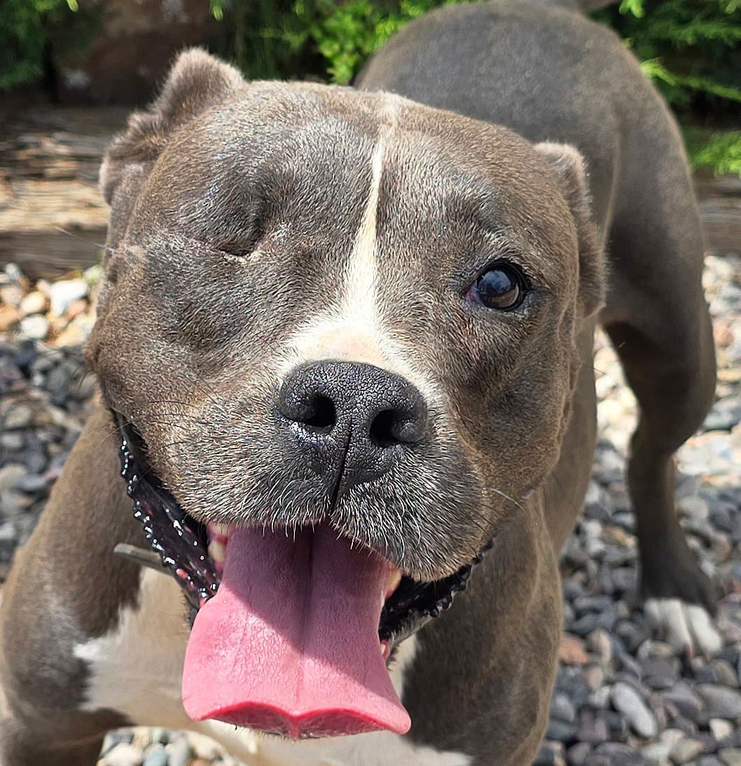 Jazzy Ms Jyn  Glorious American Bully - Bulldog