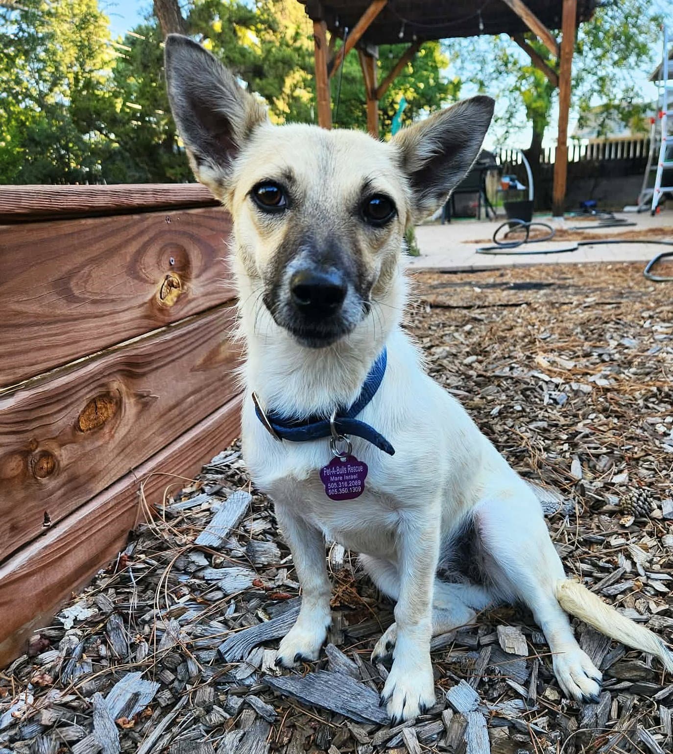 Serene Lil Ms Sabine  Snuggly Sweet - Rat Terrier
