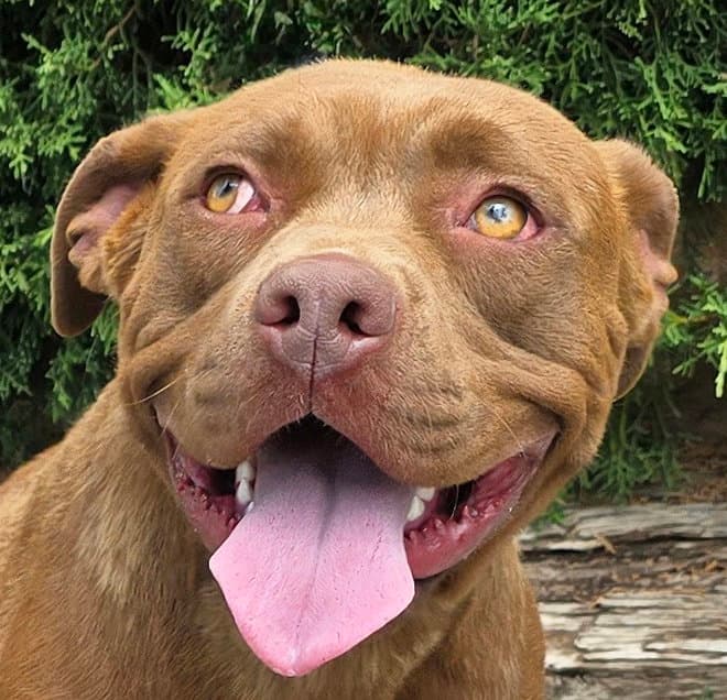 Beautiful Ms Bliss  Sweet - American Staffordshire Terrier