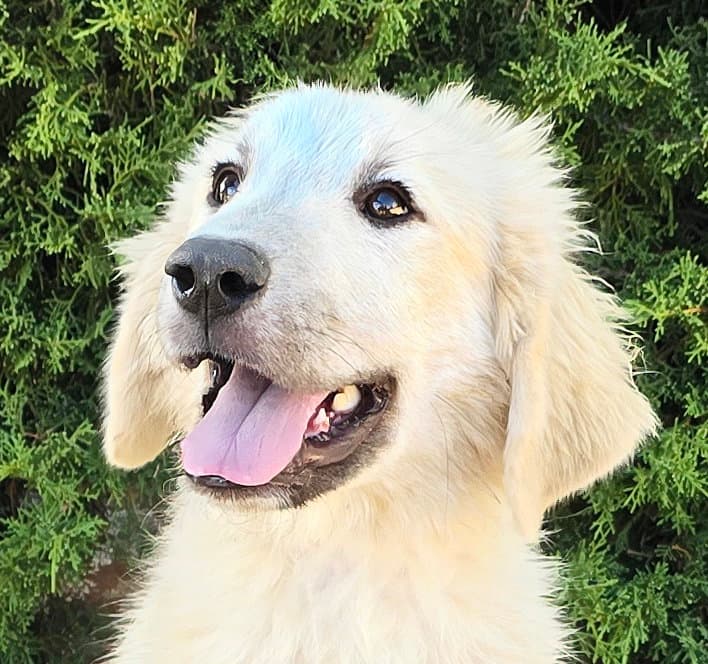 Dazzling Lil Mr Drako  Glorious - Great Pyrenees