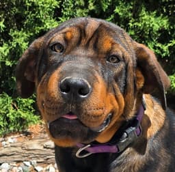 Darling Lil Ms Delores  Adorable Rottie Pei Pup image 1