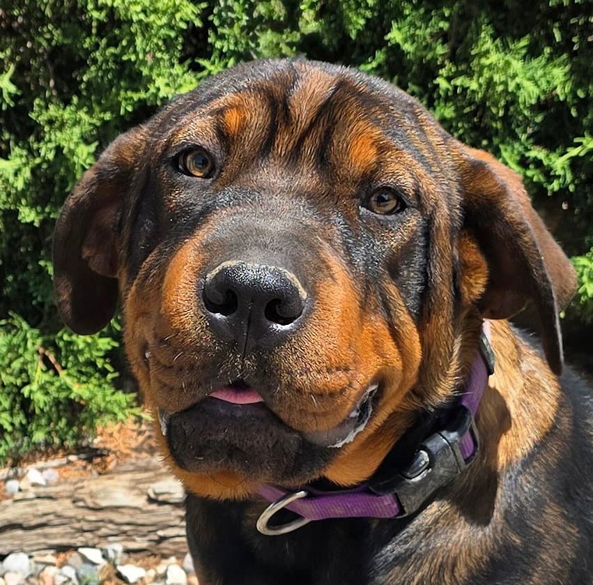 Darling Lil Ms Delores  Adorable Rottie Pei Pup - Rottweiler