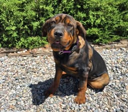 Darling Lil Ms Delores  Adorable Rottie Pei Pup image 2