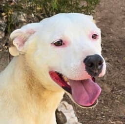 Tender Ms Tacoma  Amiable Amstaff image 1