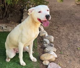 Tender Ms Tacoma  Amiable Amstaff image 2