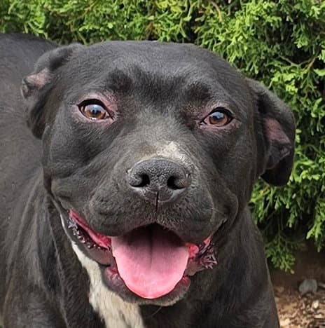 Exotic Ms Ebony  Delightful - American Staffordshire Terrier