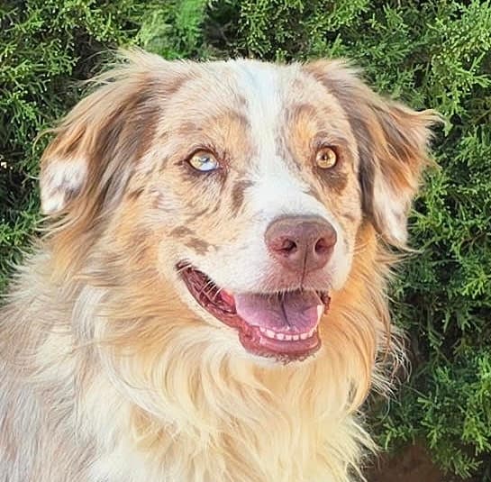 Picture Perfect Painter  Exceptional Find - Australian Shepherd