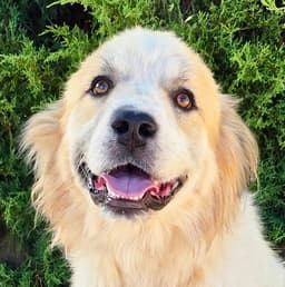 Jaunty Mr Joshua - Golden Pyr Perfection image 1