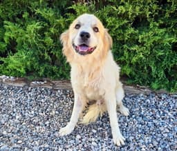 Jaunty Mr Joshua - Golden Pyr Perfection image 2