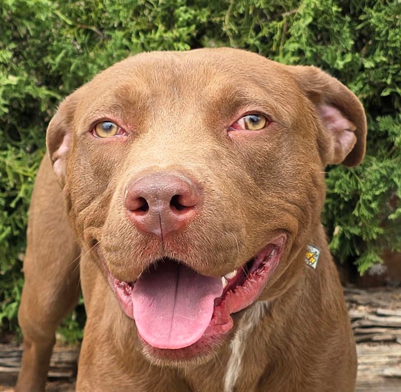Merry Mr Marco - Fun Easy Pup - American Staffordshire Terrier
