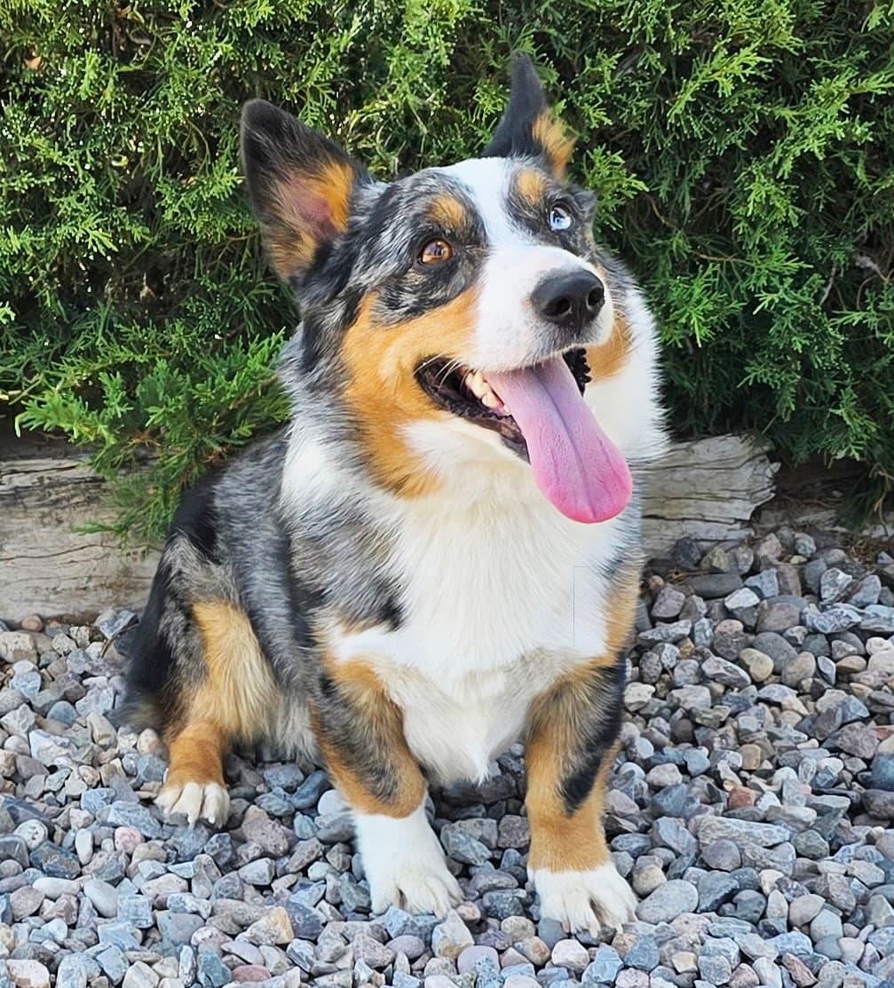 Personality Plus Pluto  Exceptional - Cardigan Welsh Corgi