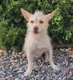 Simply Sweet Lil Mr Sirga  Chorkie image 1
