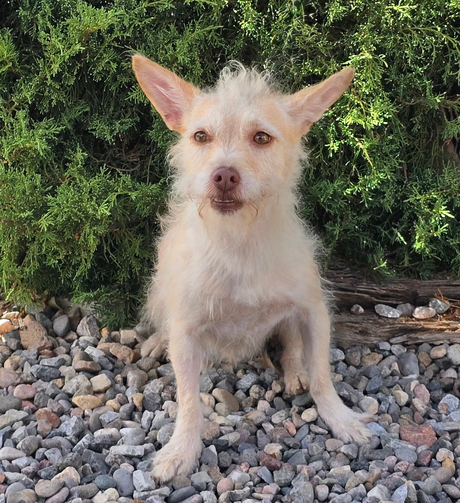 Simply Sweet Lil Mr Sirga  Chorkie - Yorkshire Terrier Yorkie