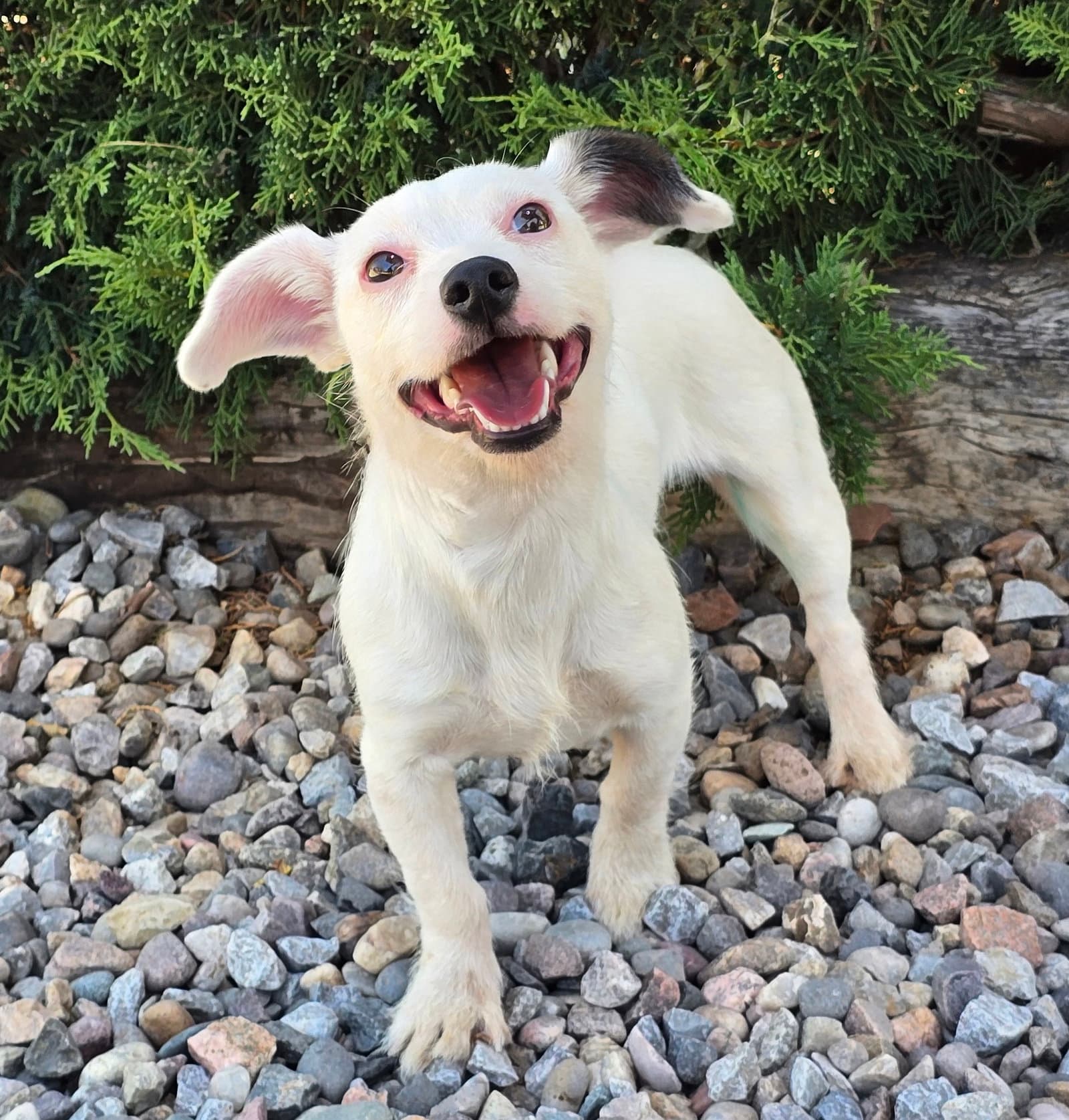 Lil Ms Betty  Cutie Pie Rattie X - Rat Terrier