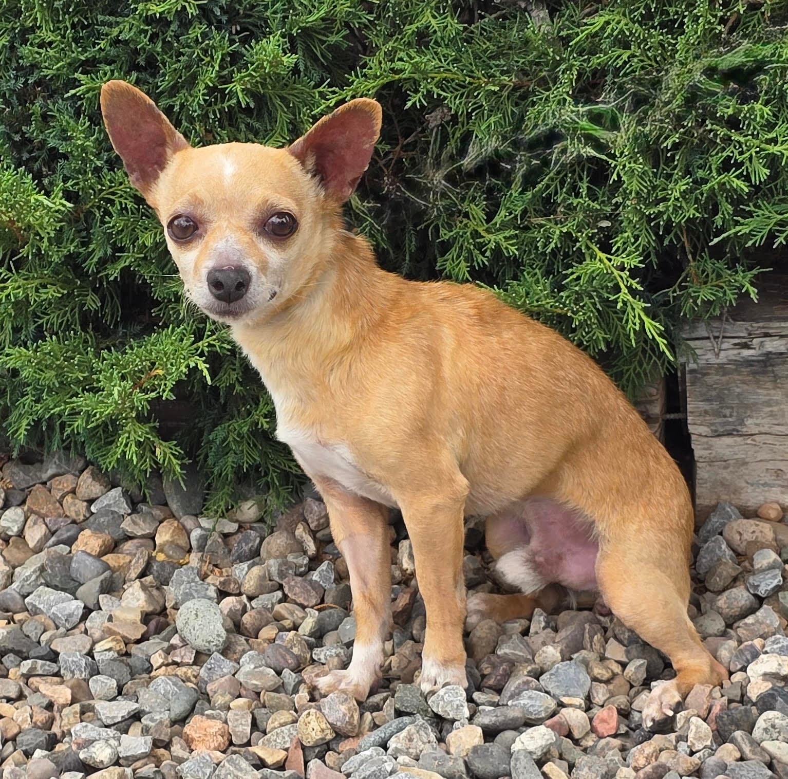 Jovial Lil Mr Jean-Luc  Charming Chill Chihuahua - Chihuahua
