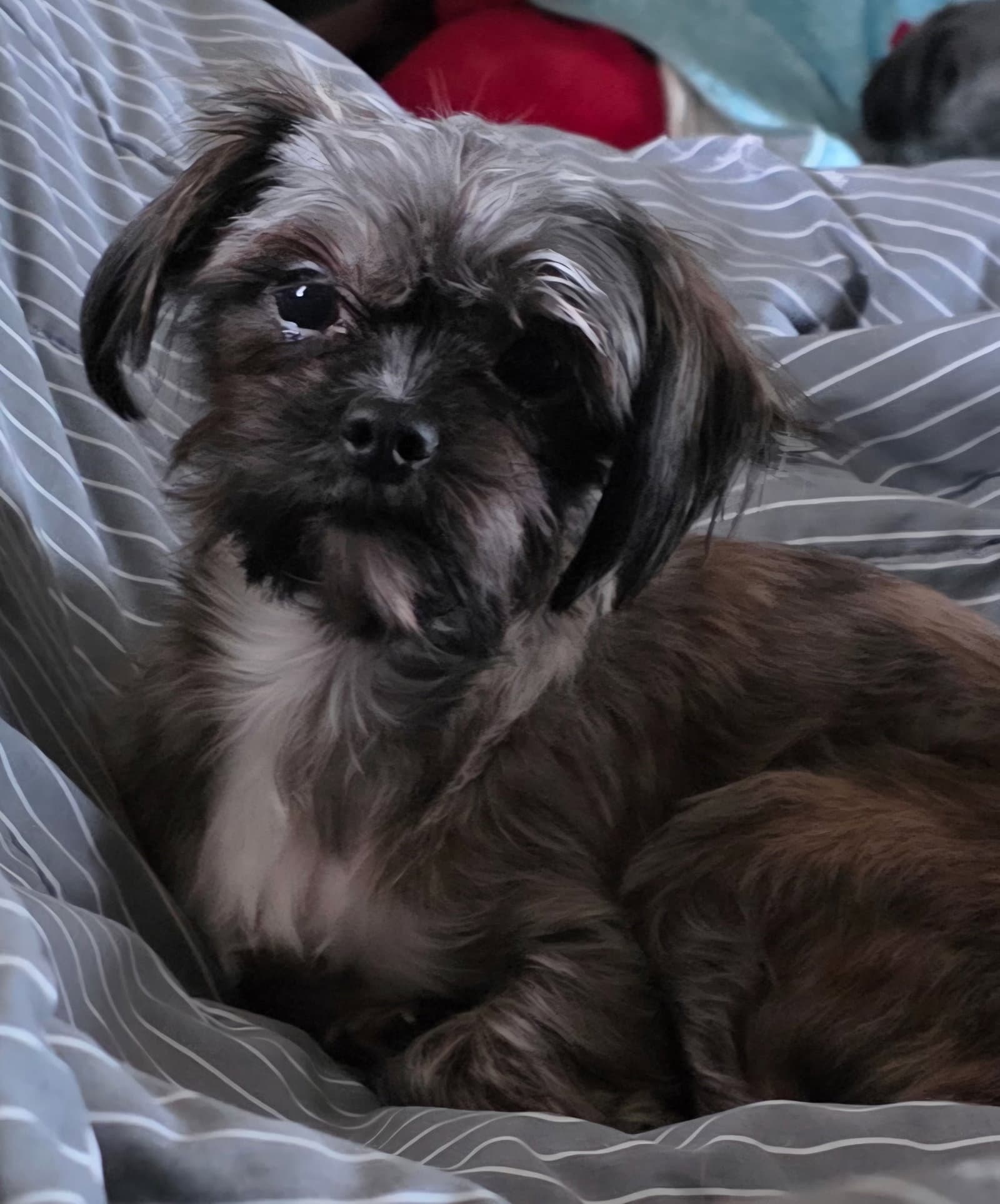 Lulu - Maltese