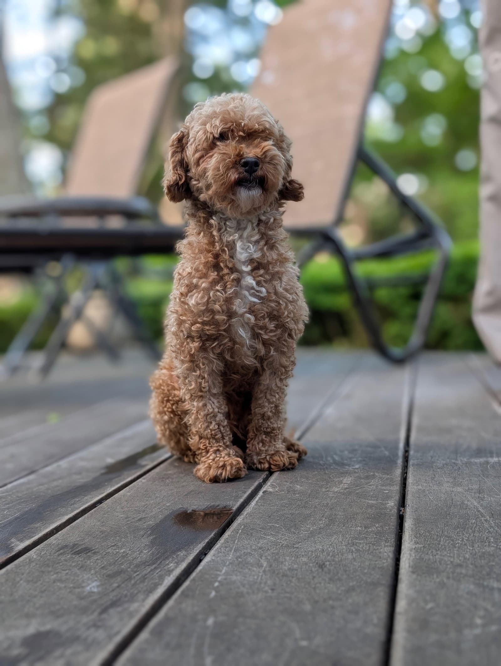 Gretel - Poodle (Toy)