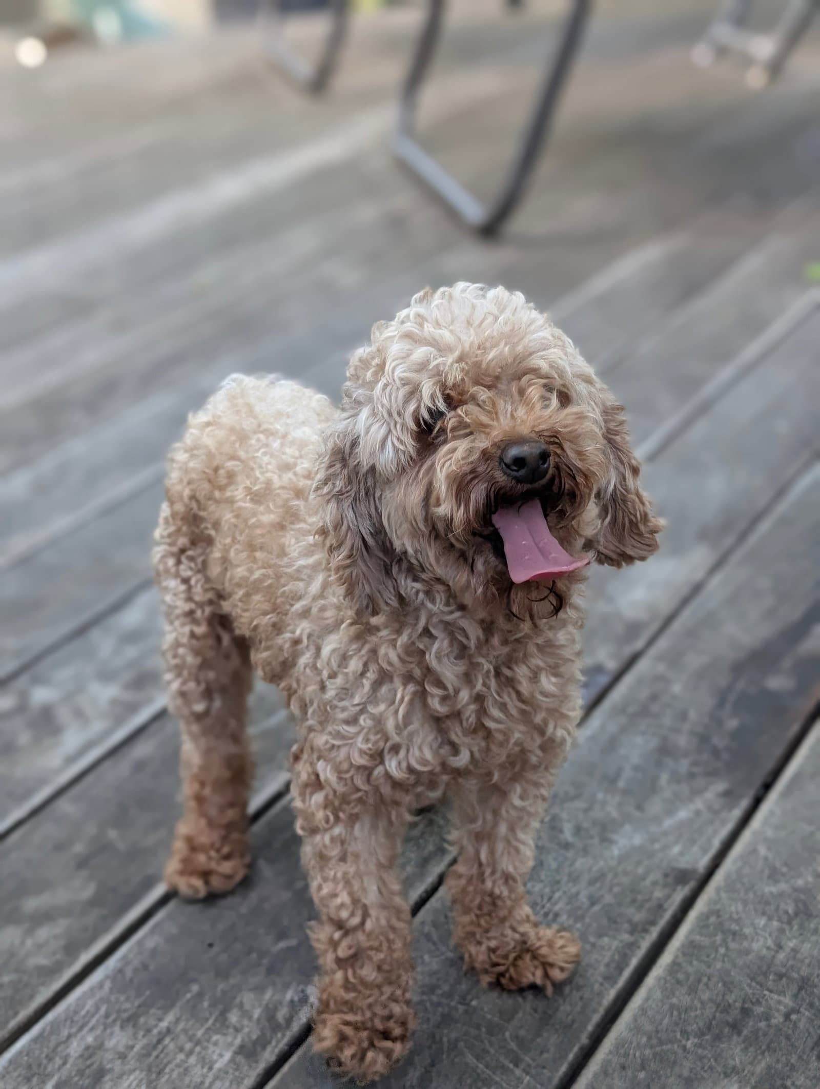 Strudel - Poodle (Toy)