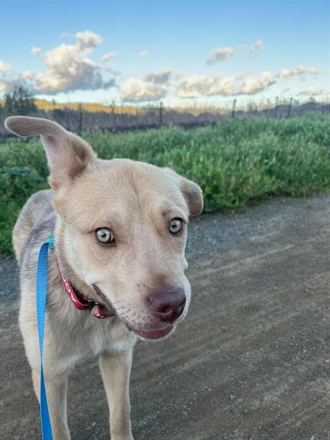 Tanner - Australian Cattle Dog/Blue Heeler