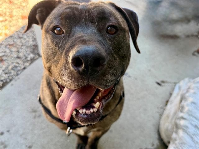 Gordo - Pit Bull Terrier