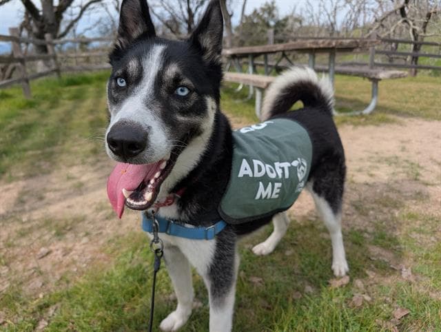 Sully - Siberian Husky
