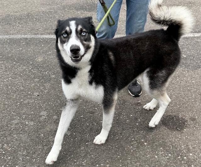 Sully - Siberian Husky