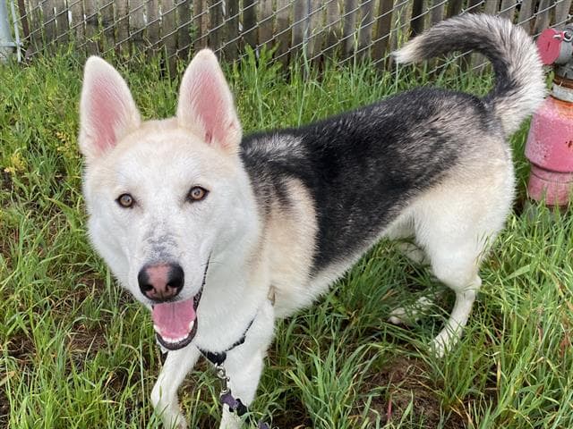Howdy - Siberian Husky