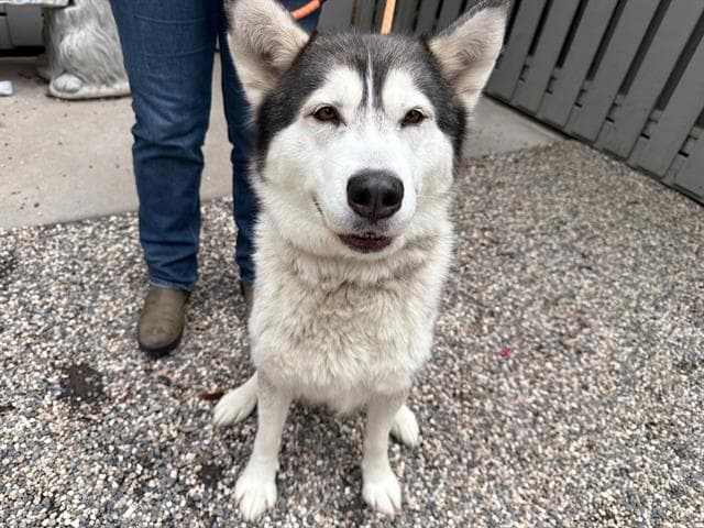 Luna - Siberian Husky