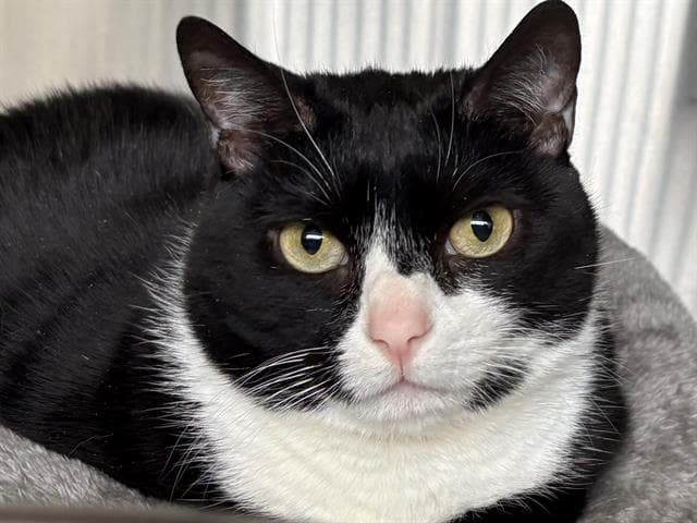 Clara - Domestic Short Hair