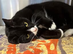Chloe image 1