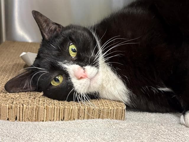 Chloe - Domestic Short Hair