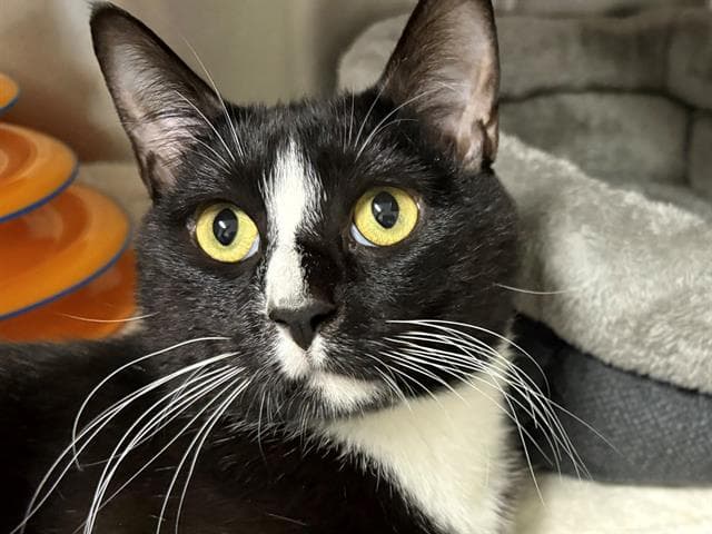 Unknown - Domestic Short Hair