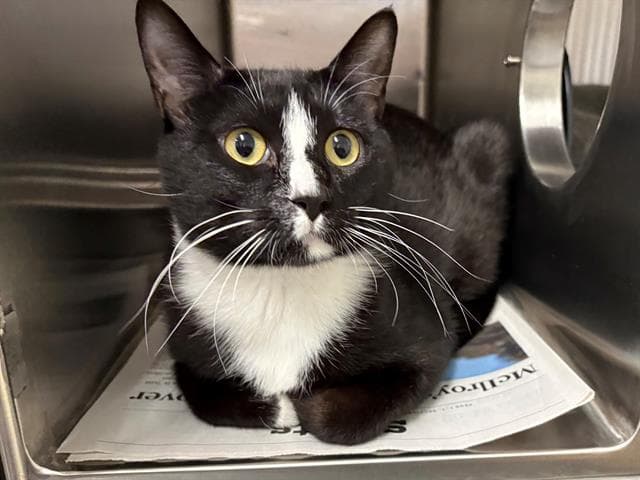 Unknown - Domestic Short Hair