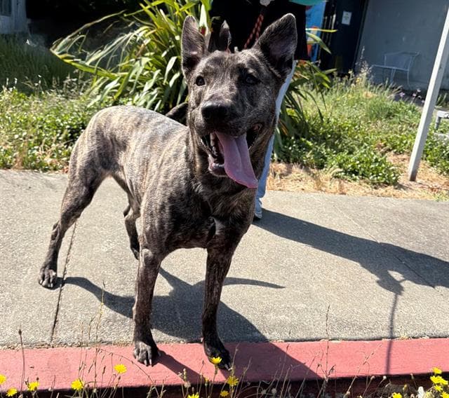 Gracie - Dutch Shepherd