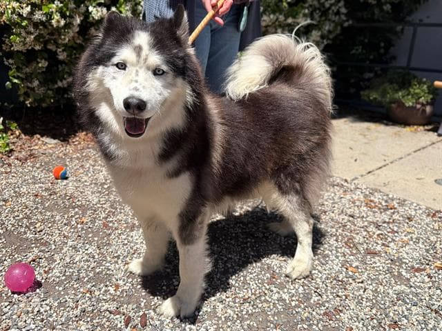 Lars - Siberian Husky